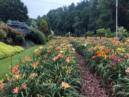 We did not find results for: Henry Daylilys On Twitter One Of My Favorite Daylily Gardens To Visit Every Year This Is Blue Ridge Daylilies In Asheville Nc A Magical Place Gardenshour Gardenersworld Daylily Nature Flowers Garden Https T Co Hezpnqh85v