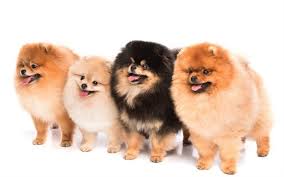 Some puppies for sale may be shipped worldwide and include crate and veterinarian checkup. Pomeranian Malaysia Online Store Home Facebook