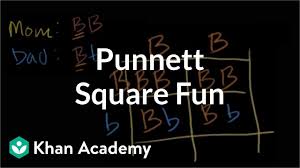 Genes come in different varieties, called alleles. Worked Example Punnett Squares Video Khan Academy