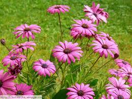 Image result for paprskovka obrázek