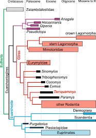 Do euarchontoglires se řadí primáti (primates), hlodavci (rodentia), zajícovití (lagomorpha), letuchy (dermoptera), stromoví savci schopní plachtění, a drobní živočichové tany (scandentia). Oldest Ctenodactyloid Tarsals From The Eocene Of China And Evolution Of Locomotor Adaptations In Early Rodents Bmc Ecology And Evolution Full Text