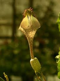 Image result for Ceropegia breviflora