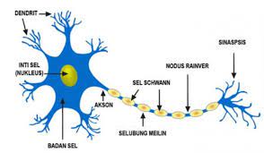 Efektor yang penting pada manusia ialah otot dan kelenjar. Sistem Saraf Manusia Pengertian Bagian Organ Fungsinya