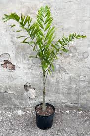 Image result for Wodyetia bifurcata