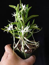 Image result for Rangaeris