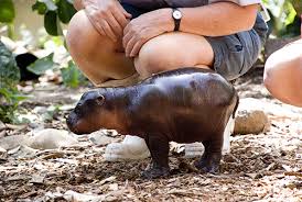 This multiple chambers functions just like that of a ruminant. Rare Baby Pygmy Hippo Zooborns