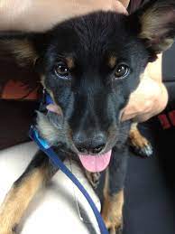 German Shepherd Doberman Mix Only 2 Months Old Archer Doberman Mix Doberman Pinscher Doberman