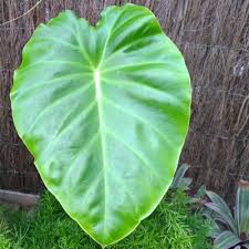 Image result for Remusatia