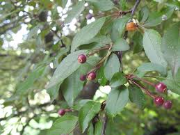 Flowering crab tree no fruit. Malus Hybrids Crabapples Flowering Crabapple North Carolina Extension Gardener Plant Toolbox