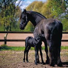 La yegua, el potro y el semental: cuidando de los protagonistas - Girovet