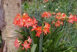 Image result for Hippeastrum puniceum