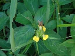 Image result for Justicia flava