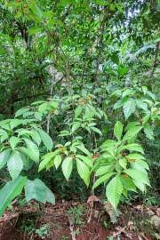 Image result for Allophylus abyssinicus