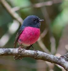 Small Bird With Red Neck And Chest Always A Challenge Pink Robin Beautiful Birds