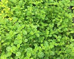 Image result for Lippia oatesii