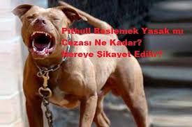 Pitbull Beslemek Yasak Midir Pitbull Beslemenin Cezasi Ne Kadar Selfhukuk