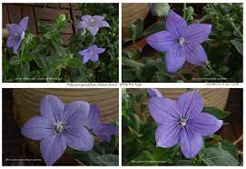 The parts of flowers are named by scientists and show great variation in shape, these flower parts include sepals, petals, stamens and carpels. Male And Female Organs Of The Same Flower Epod A Service Of Usra