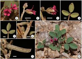 Image result for Microcharis