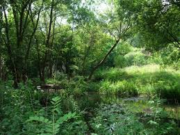 Jardin Naturel Entre La Rue De La Reunion Et La Rue De Lesseps Paris 20e M Alexandre Dumas Parisiens Jardins Jardin Naturel