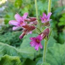 Image result for Eriosema erici-rosenii