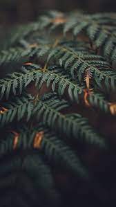 Eero wifi stream 4k video in every room. 3840x2160px Free Download Hd Wallpaper Phone Nature Leaves Wallpaper Flare
