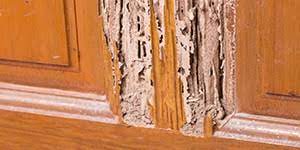 Pest control services in bangalore. Top 10 Pest Control Bangalore Safe Certified Pest Exterminator Services Sulekha