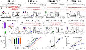 Costs in actions by certain limited liabilty companies. Frontiers Gating And Regulation Of Kcnq1 And Kcnq1 Kcne1 Channel Complexes Physiology