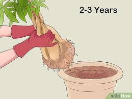 Pachira aquatica, also known as the money tree, is a tropical plant often grown as a houseplant in more temperate areas. 4 Ways To Care For A Money Tree Wikihow