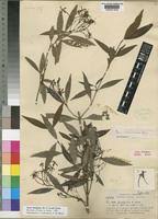 Image result for Ixora fastigiata