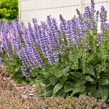 Image result for Halopegia azurea