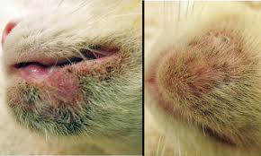 Blackheads on his chin which the grouped together and formed large infected pimples. Chin Dermatitis In A Cat Clinician S Brief