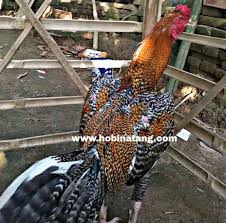 Mengenal jenis ayam wido yang konon ktanya memiliki katuragan yang luar biyasa beserta ciri ciri fisiknya. 10 Jenis Ayam Bangkok Terbaik Dan Bagus Untuk Dipelihara Hobinatang