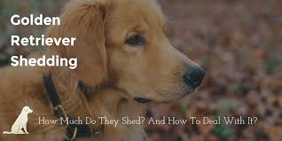 It might actually suffocate the over coat d: Golden Retriever Shedding How Much And How To Get Control