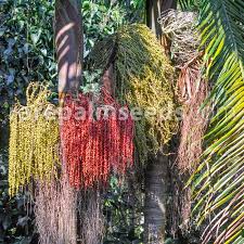 This is a single, slender trunked palm (30 ft). Archontophoenix Cunninghamiana Bangalow Palm Piccabeen Palm Buy Seeds At Rarepalmseeds Com