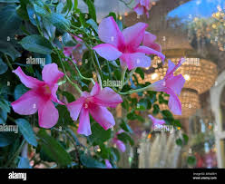 Image result for dipladenie amonea