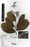 Image result for Maranthes