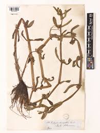 Image result for Enydra