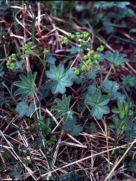 Image result for Alchemilla kiwuensis