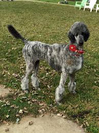 Black And White Tuxedo Standard Poodle Silver Brindle Standard Poodle This Is My Sabra Girl She Is The Best Snuggler Standard Poodle Haircuts Standard Poodle Poodle