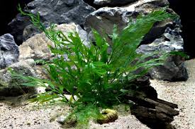 Image result for Bolbitis