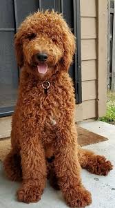Our pups are purpose bred to be human companions; Red Labradoodle Red Labradoodle Labradoodle Goldendoodle