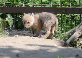 Zoo, která roste sobre olomouc zoo. Vlci Hudsonovi Ukazali 3 Ocasky Zoo Olomouc Svaty Kopecek