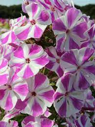 Phlox Candy Twist Reminding Us Of A Child S Pinwheel Lavender Pink And White Striped Flowers Have A Delectable Fra Pink Perennials Perennials Flower Seeds