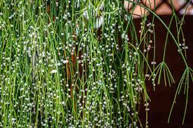 Image result for Rhipsalis baccifera