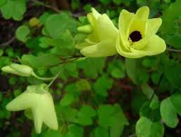 Image result for Crotalaria pallidicaulis