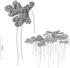 Image result for Monochoria africana