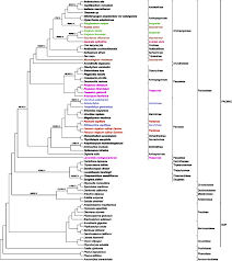 Image result for Danthoniopsis dinteri