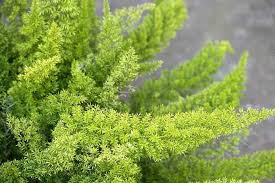 Maybe you would like to learn more about one of these? Foxtail Fern Caring For Asparagus Foxtail Fern Asparagus Meyeri