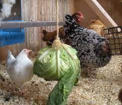 How To Keep Chickens Happy In The Winter Mit Bildern Huhner Futter