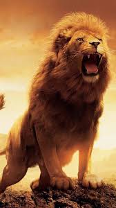 Android Wallpaper Iphone X Wallpaper Screensaver Background 051 Lion Ultra Hd 4k Mypin Fotografia De Leao Fotos De Leao Leoes Apaixonados